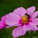 bee and cosmos before the frost